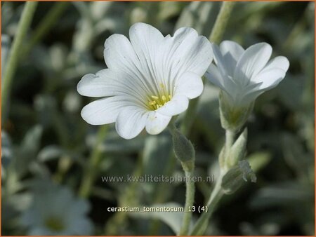 Cerastium tomentosum