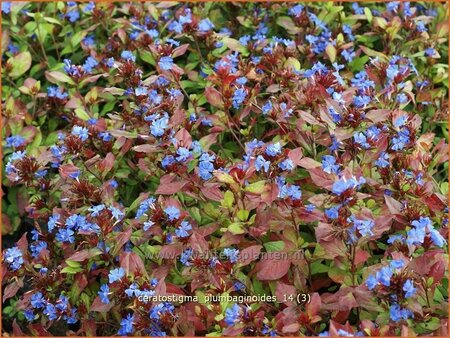 Ceratostigma plumbaginoides