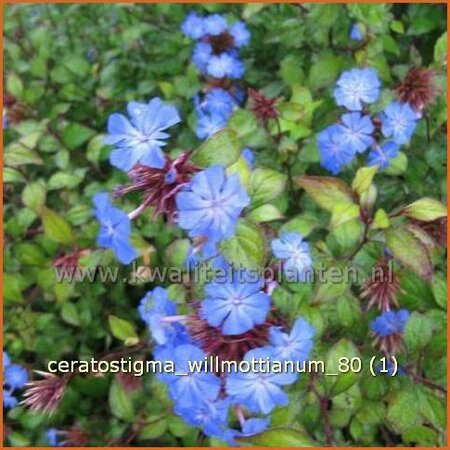 Ceratostigma willmottianum