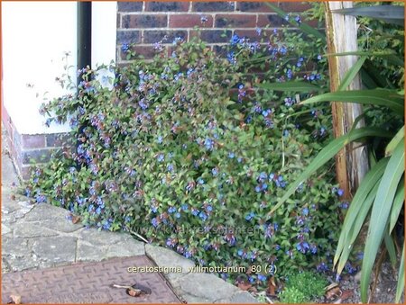 Ceratostigma willmottianum