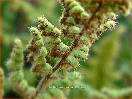 Cheilanthes lanosa