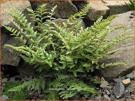 Cheilanthes lanosa