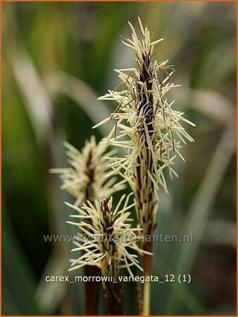 Carex morrowii &#39;Variegata&#39;
