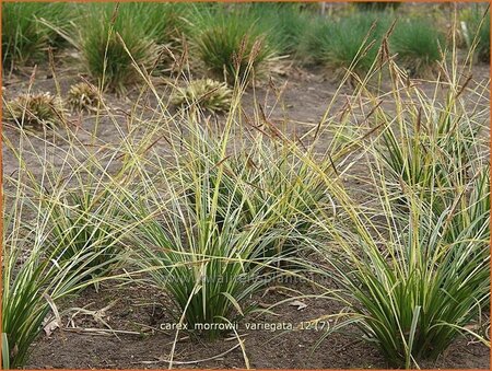 Carex morrowii &#39;Variegata&#39;