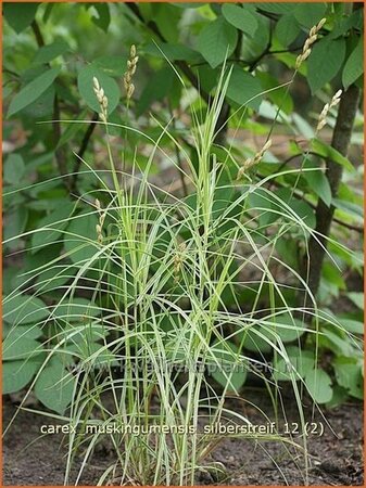 Carex muskingumensis &#39;Silberstreif&#39;