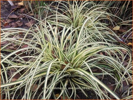 Carex oshimensis &#39;Evergold&#39;