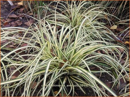 Carex oshimensis 'Evergold'