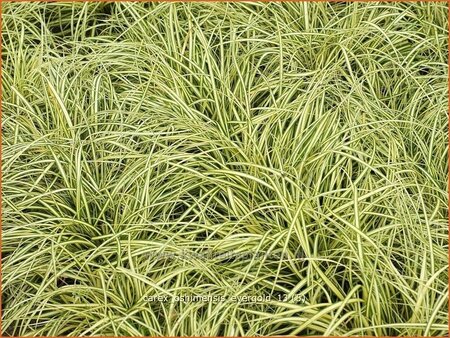 Carex oshimensis 'Evergold'