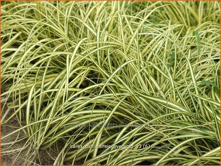 Carex oshimensis 'Evergold'