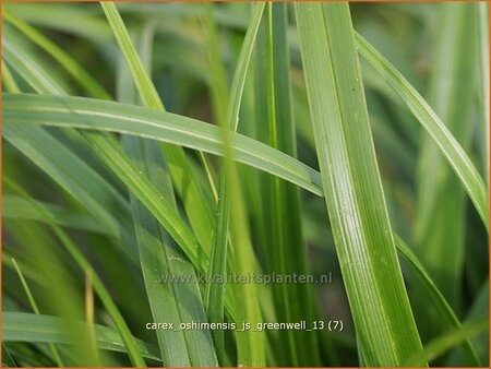 Carex oshimensis &#39;J.S. Greenwell&#39;