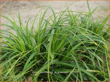 Carex oshimensis &#39;J.S. Greenwell&#39;