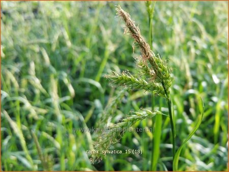 Carex sylvatica