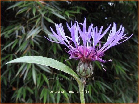 Centaurea montana