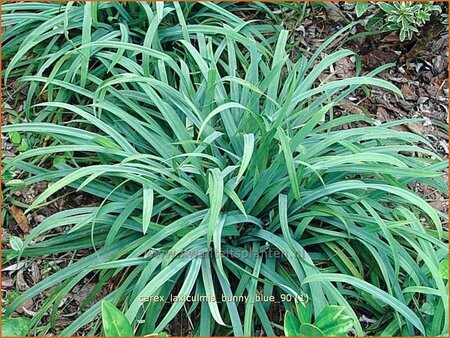 Carex laxiculmis 'Bunny Blue'