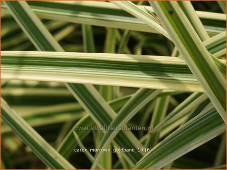 Carex morrowii &#39;Goldband&#39;