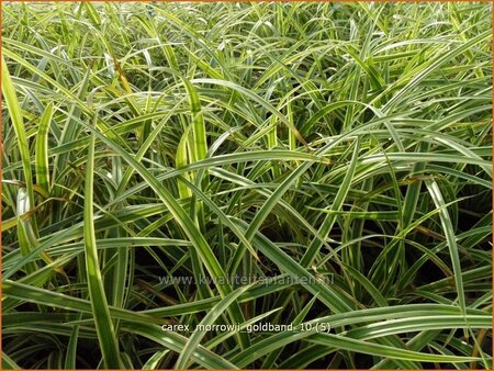 Carex morrowii &#39;Goldband&#39;