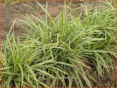 Carex morrowii &#39;Goldband&#39;