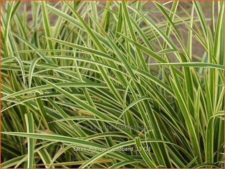 Carex morrowii &#39;Goldband&#39;