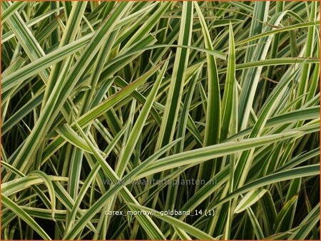 Carex morrowii &#39;Goldband&#39;