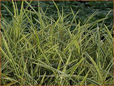 Carex morrowii &#39;Goldband&#39;