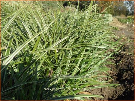 Carex morrowii &#39;Ice Dance&#39;