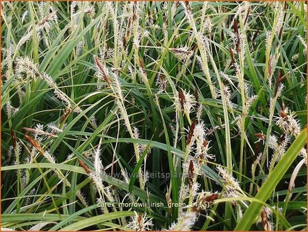 Carex morrowii &#39;Irish Green&#39;