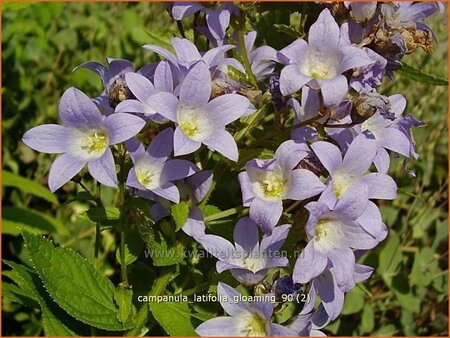 Campanula latifolia &#39;Gloaming&#39;