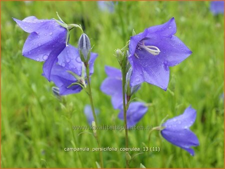 Campanula persicifolia &#39;Coerulea&#39;