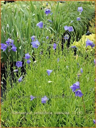 Campanula persicifolia &#39;Coerulea&#39;