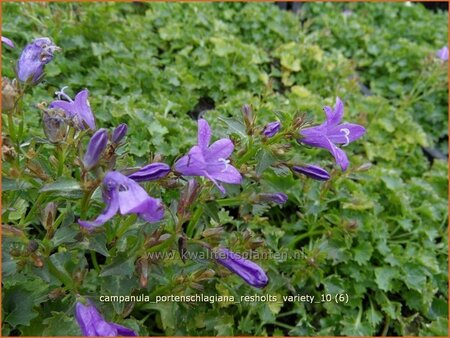 Campanula portenschlagiana &#39;Resholts Variety&#39;