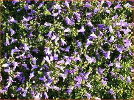 Campanula portenschlagiana &#39;Resholts Variety&#39;