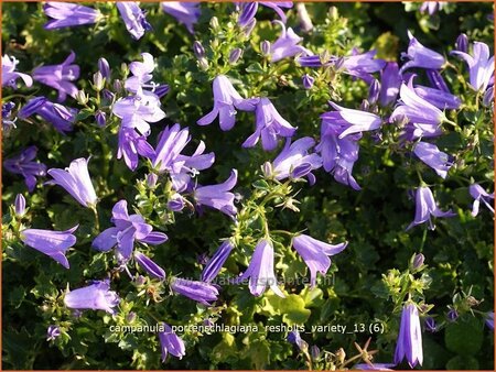 Campanula portenschlagiana &#39;Resholts Variety&#39;