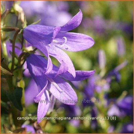 Campanula portenschlagiana &#39;Resholts Variety&#39;