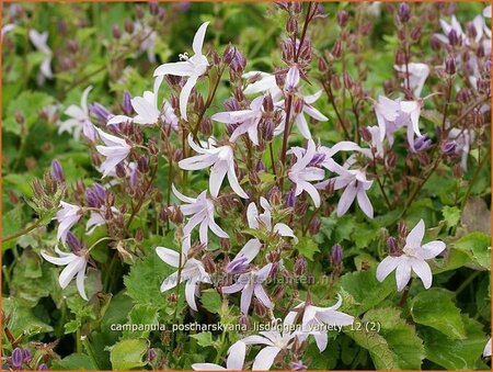 Campanula poscharskyana &#39;Lisduggan Variety&#39;