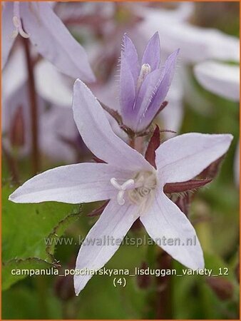 Campanula poscharskyana &#39;Lisduggan Variety&#39;