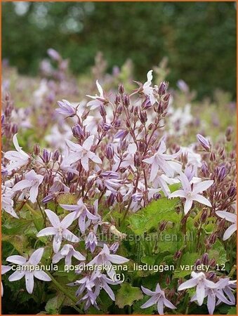 Campanula poscharskyana &#39;Lisduggan Variety&#39;