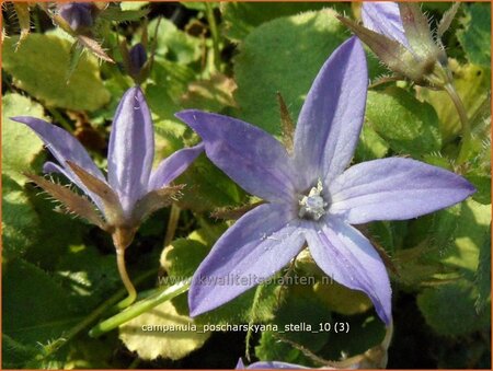 Campanula poscharskyana &#39;Stella&#39;