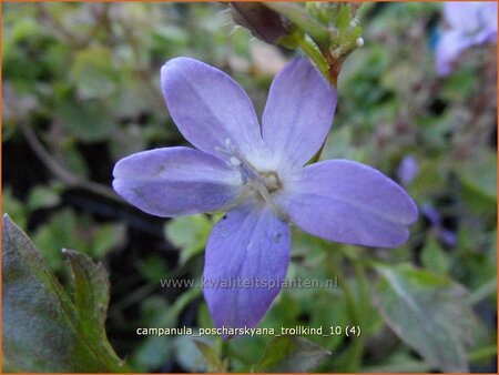 Campanula poscharskyana 'Trollkind'