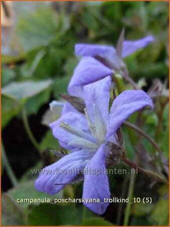 Campanula poscharskyana &#39;Trollkind&#39;