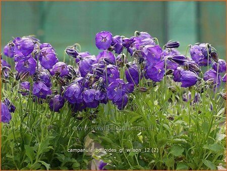 Campanula pulloides &#39;G.F. Wilson&#39;