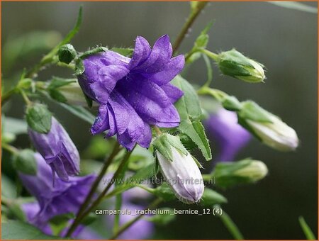 Campanula trachelium &#39;Bernice&#39;