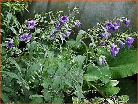 Campanula trachelium &#39;Bernice&#39;
