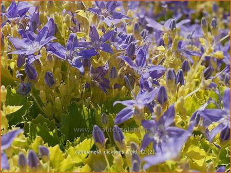 Campanula &#39;Dickson&#39;s Gold&#39;