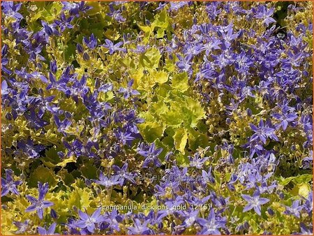 Campanula &#39;Dickson&#39;s Gold&#39;