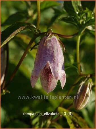 Campanula &#39;Elizabeth&#39;