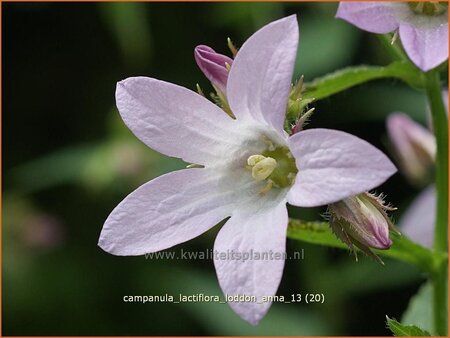 Campanula lactiflora &#39;Loddon Anna&#39;