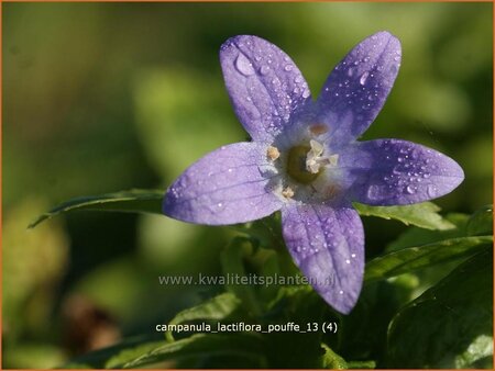 Campanula lactiflora 'Pouffe'