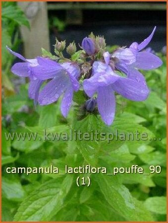 Campanula lactiflora 'Pouffe'