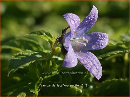 Campanula lactiflora 'Pouffe'