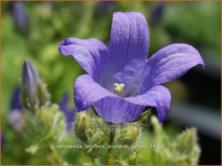 Campanula lactiflora &#39;Prichard&#39;s Variety&#39;